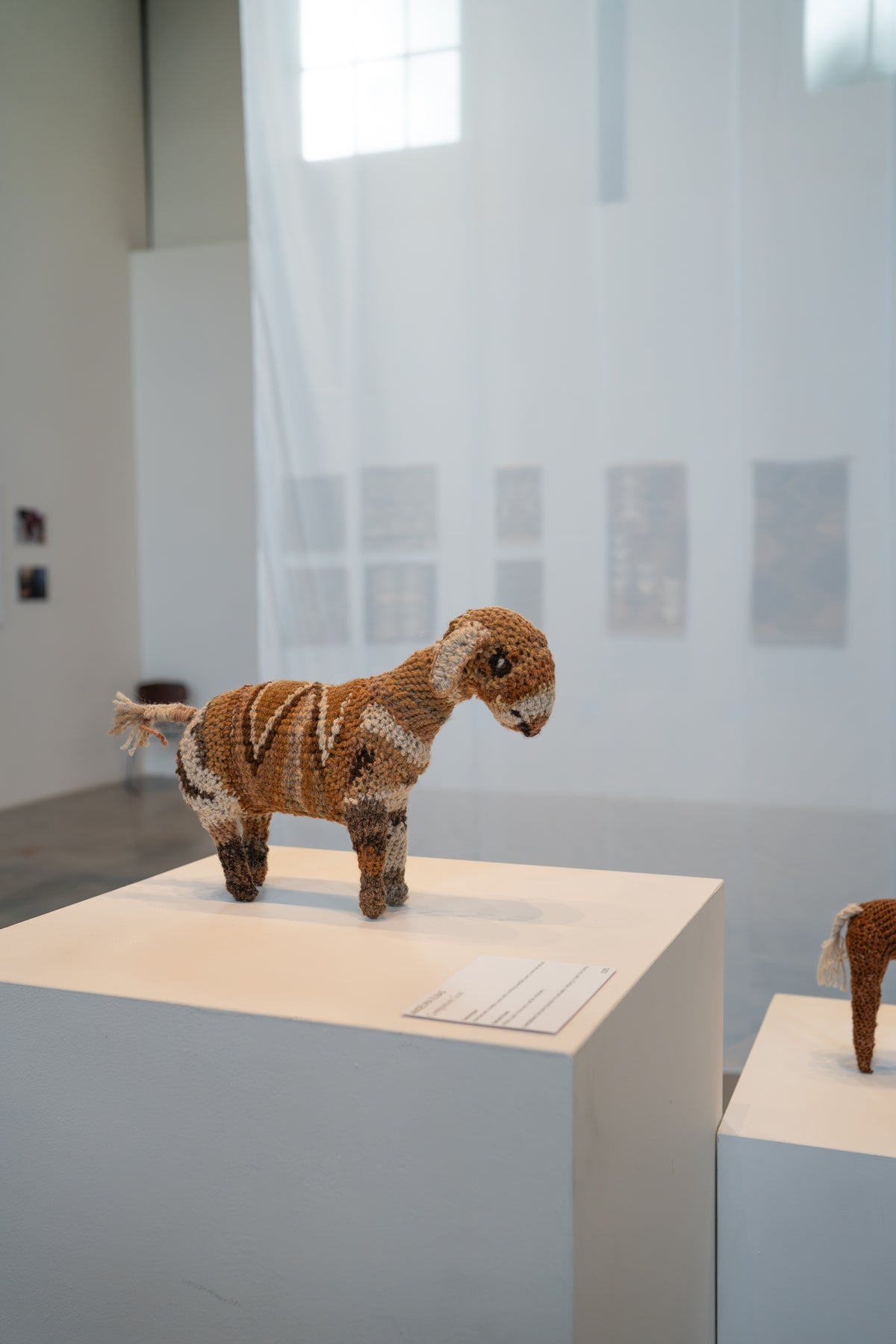 Ansalma Elbas - Companions Goat
