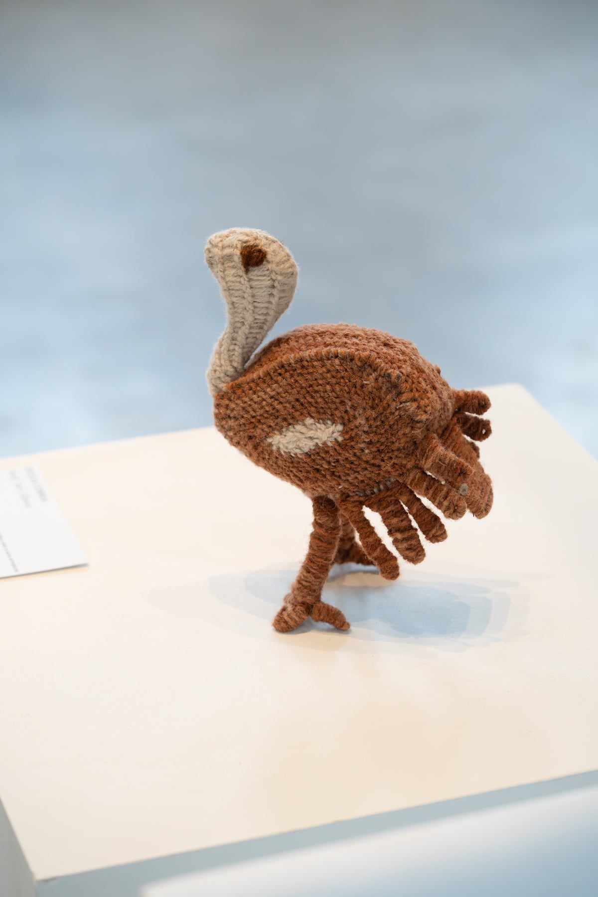 Cecilia Correa - Swift Suri Alpaca